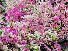 -深圳国际园林花卉博览园