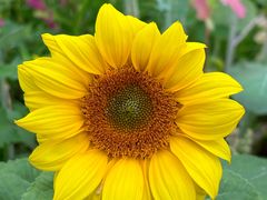 -光明小镇欢乐田园