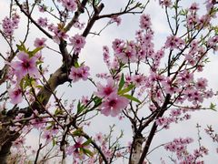 -大兴滨河森林公园