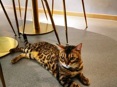 -飞行喵MR PILOT|猫舍·猫咖(静安大融城店)