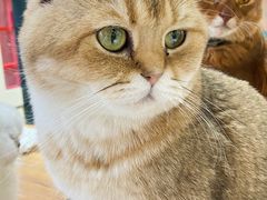 -猫小院猫主题餐厅(南锣旗舰店)