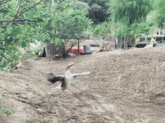 -哈尔滨北方森林动物园