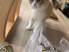 -藏猫猫咖啡主题馆(中央大道店)