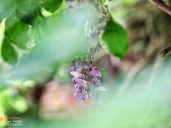 -龙口南山旅游景区