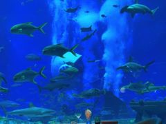 -亚特兰蒂斯•OSSIANO奥西亚诺海底餐厅