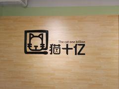 -猫十亿·布偶金渐层·曼基康矮脚猫舍(青年路店)