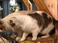 -共舞时光猫咖·狗咖(新街口店)