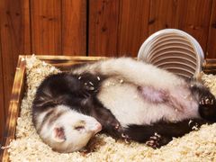 -上海大自然野生昆虫馆