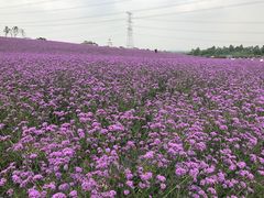 -紫颐香薰山谷景区
