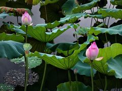 -荔湾湖公园