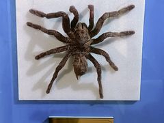 -上海昆虫博物馆