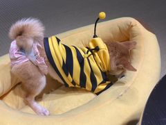 -逗柴咖啡屋·狗咖猫咖宠物桌游