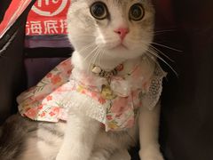 -科道动物医院·急重症中心(万达院)