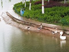 -雁滩公园