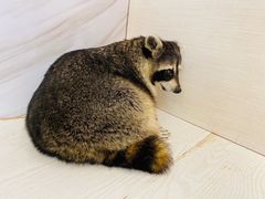 -浣熊柯尔鸭土拨鼠·电玩咖