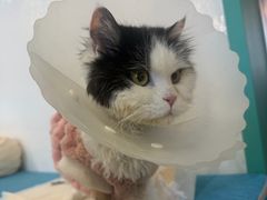 -北京派仕佳德动物医院·超导核磁·CT·神经科·骨科·内外科·急重症管理中心