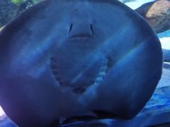 -暹罗海洋世界
