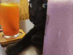 -喵园·猫主题咖啡厅·撸猫·猫咖(国贸店)