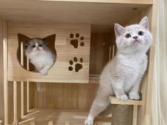 -欣宠猫屋·矮脚拿破仑·蓝金金渐层