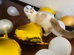 -派多格宠物·购宠(靛厂路店)