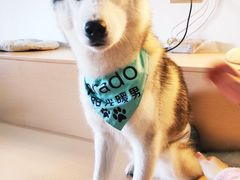 -Husky Go! 哈士奇体验馆·宠物咖啡厅狗咖