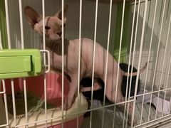 -福尔喵斯探案馆实景搜证·沉浸式剧本杀