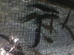 鲤鱼塘农家山庄-鲤鱼塘农家山庄