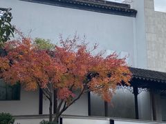 -秋霞圃