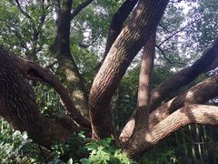 -杭州半山国家森林公园