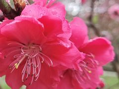 -桃花涧
