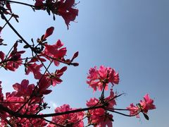 -木兰云雾山