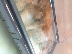 盛京一禾-盛京一禾