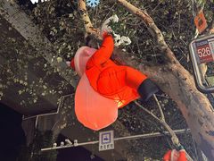 -循礼门鲜花花市(武汉循礼门店)