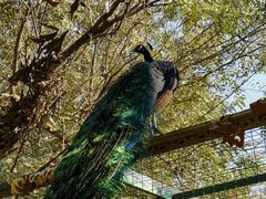 -瑞丽独树成林风景区