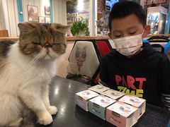 -猫小院猫主题咖啡厅(北锣店)