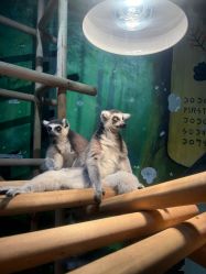 -Zoolung Zoolung动物主题公园(海信广场店)