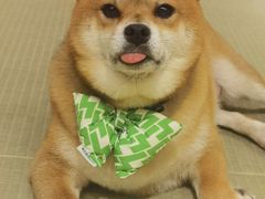 -逗柴咖啡屋·狗咖猫咖宠物桌游