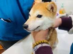 -瑞派动物医院·绝育·犬猫全科·预防医学(光景江南中店)