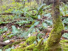 -五营红松林海景区