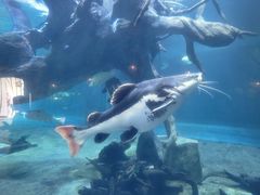 -华夏文旅海洋公园