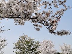 -顾村公园