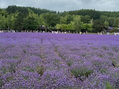 -富田农场