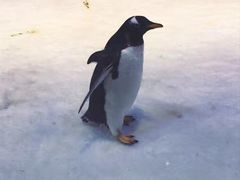 -芜湖新华联大白鲸海洋公园