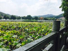 -红山村