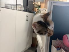 -半岛宠物医院24小时·内窥镜·牙科·碎石中心(府城大道店)