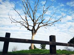 -田园东方蜜桃村的田野营地