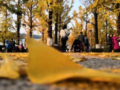 -百林公园-两江幸福广场