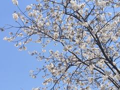 -高东镇樱花园
