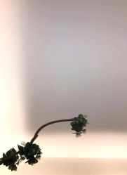 -皇室米澜摄影工作室(宝安店)