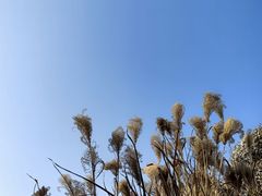 -诗经里